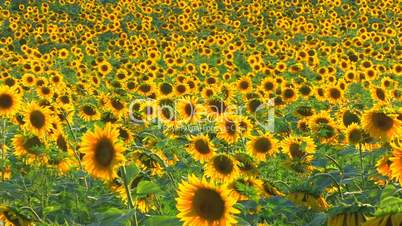 HD Sunflower landscape