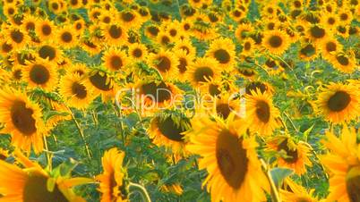 HD Sunflowers at beautiful summer day, closeup