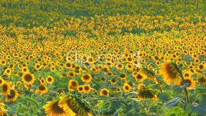 HD Sunflower landscape
