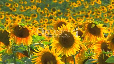 HD Sunflowers at beautiful summer day, closeup