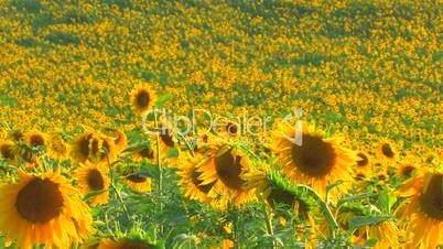 HD Sunflower field, sunflowers swaying from the wind, closeup