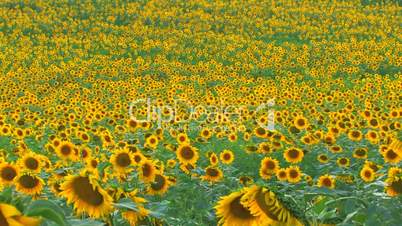 HD Panorama of Sunflower field in quiet day