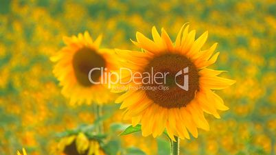 HD Two beautiful yellow sunflowers in the sun, Closeup, defocused