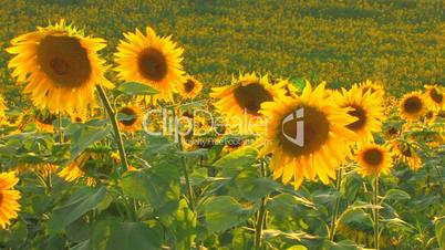 HD Sunflowers and bees at beautiful summer day, closeup