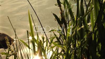 Pond Sparkle