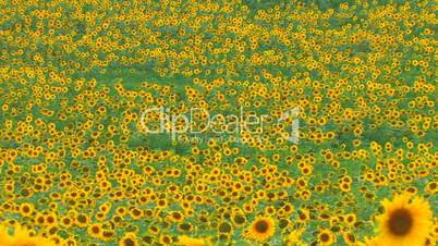HD Panorama of Sunflower landscape