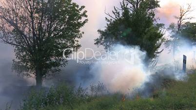 HD Burning grass near the forest