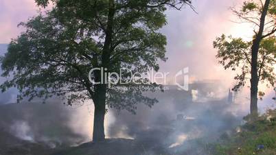 HD Burnt grass near the forest, smoke screen