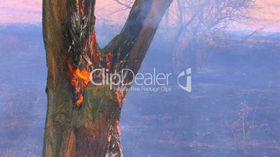 HD Smoking burning tree, closeup