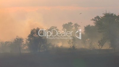 HD Smoke from burnt grass at sunset near the road