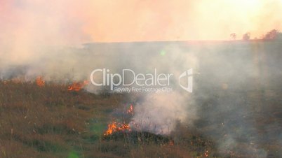 HD Burning meadow