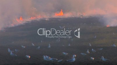 HD Birds on the burnt meadow at sunset