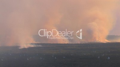 HD Flying birds over the burning meadow at sunset
