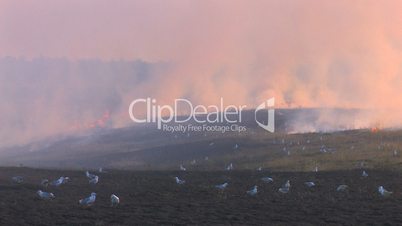 HD Birds near the burning meadow at sunset