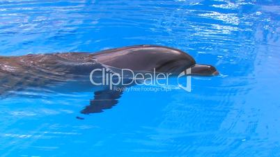 HD Dolphin swimming in blue water, closeup