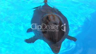 HD Dolphin swimming in blue water, closeup