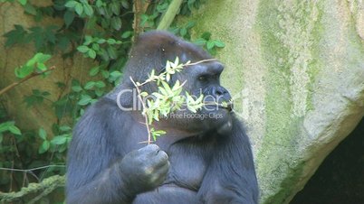 Gorilla Protects Food