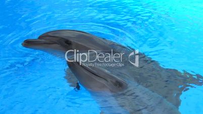 HD Two Dolphins swimming in blue water, closeup