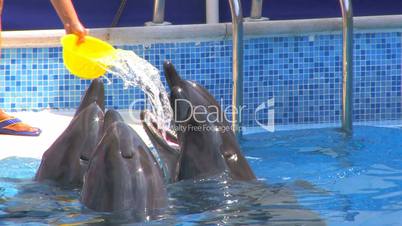 HD Dolphins and Animal Trainer, closeup