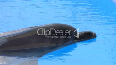 HD Dolphin in blue water, closeup