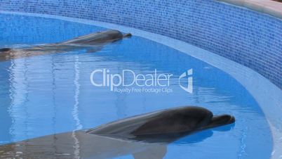 HD Two motionless dolfins in swimming pool, closeup