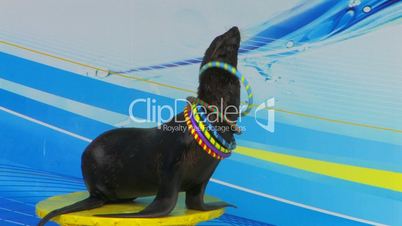 HD Fur seal playing with hoops on the stage, closeup