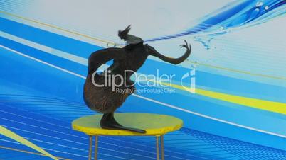 HD Fur seal performing on the stage, closeup