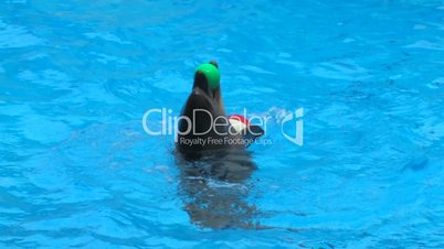 HD Peforming dolfin moving around in blue water with balls, closeup