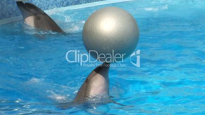 HD Peforming Dolphins playing with silver balls, closeup