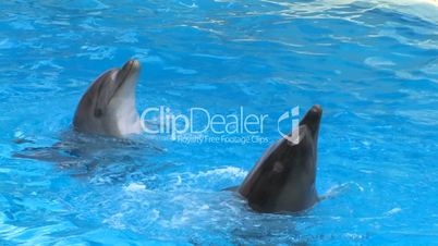 HD Two Dolfins moving around in blue water, closeup
