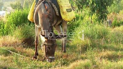 Tethered donkey grazing