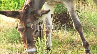 Tethered donkey grazing