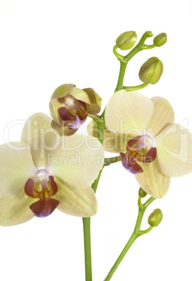 Orchidee 02