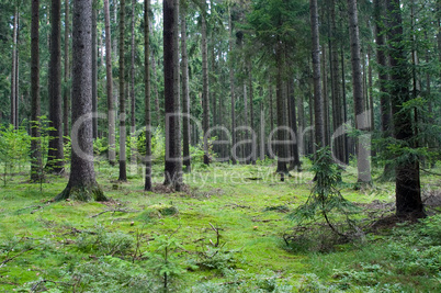 Wald 01