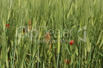 Kornfeld mit Klatschmohn