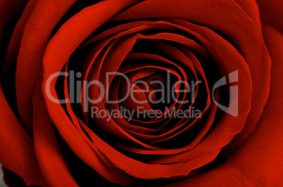 Red rose close-up