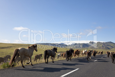 Herd of Icelandic Horses Running Down A Road