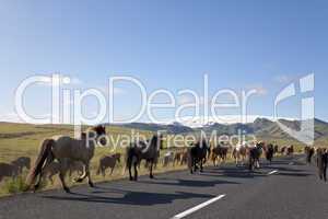 Herd of Icelandic Horses Running Down A Road