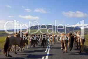 Herd of Icelandic Horses Running Down A Road