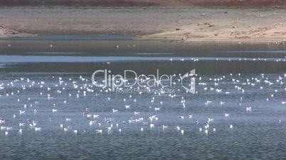 HD Birds on water surface and sandy beach