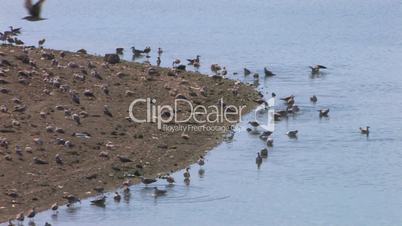 HD Birds on water surface and sandy beach