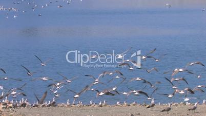 HD birds fly away from the sandy shore of the lake