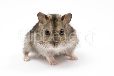 Little dwarf hamster on a white background