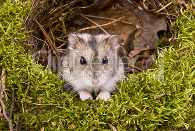 Little dwarf hamster in a nest