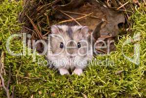 Little dwarf hamster in a nest