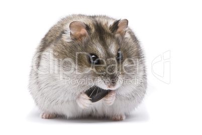 Macro shot of little dwarf hamster eating sunflower seed