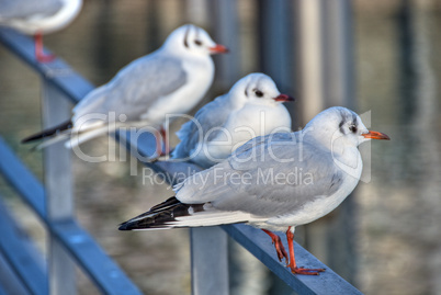 Birds in Friedrichshafen, Germany