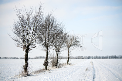 4 Bäume im Winter