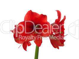 blooming red amaryllis