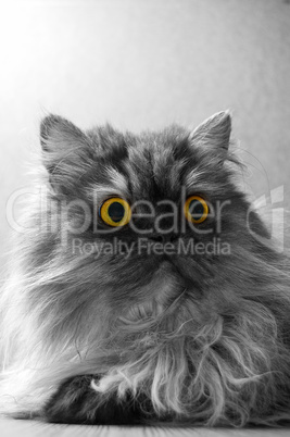 grey persian cat with yellow eyes